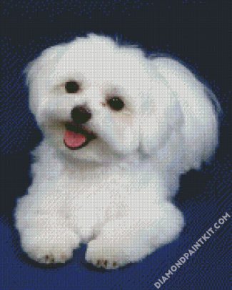 Cute White Bichon diamond painting