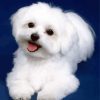 Cute White Bichon diamond painting