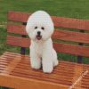 Cute Bichon Frise diamond painting