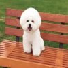 Cute Bichon Frise diamond painting