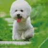 Cute Bichon Puppy diamond painting