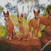 Dingos diamond paintings