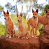 Dingos diamond painting