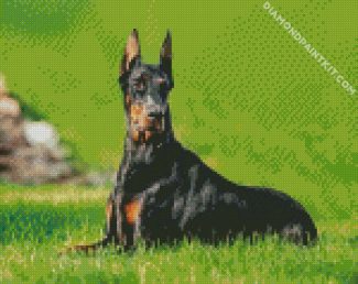 Doberman Dog diamond painting