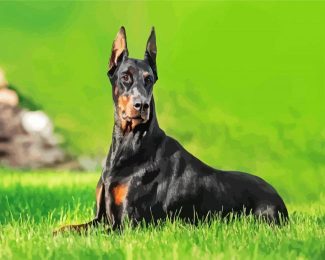 Doberman Dog diamond painting