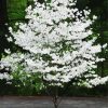 Dogwood Tree diamond painting