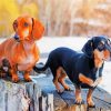 Doxie Dogs diamond painting