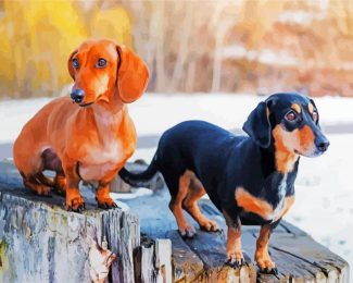 Doxie Dogs diamond painting