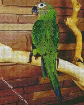 Dusky Conure Bird diamond painting