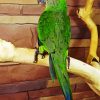 Dusky Conure Bird diamond painting