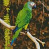 Dusky Conure diamond painting