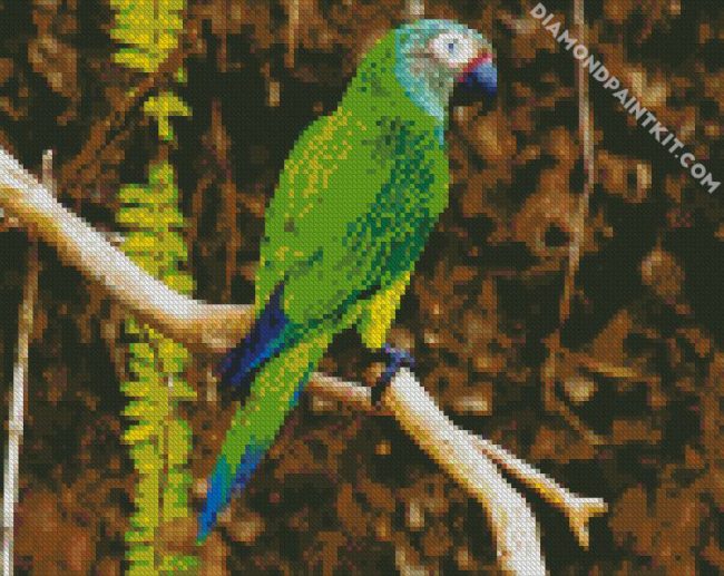 Dusky Conure diamond painting