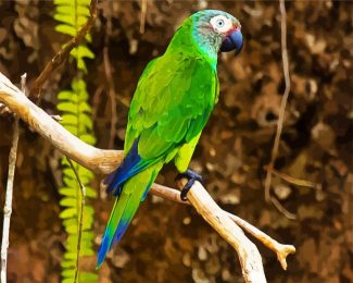 Dusky Conure diamond painting