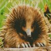 Echidna Animal diamond paintings