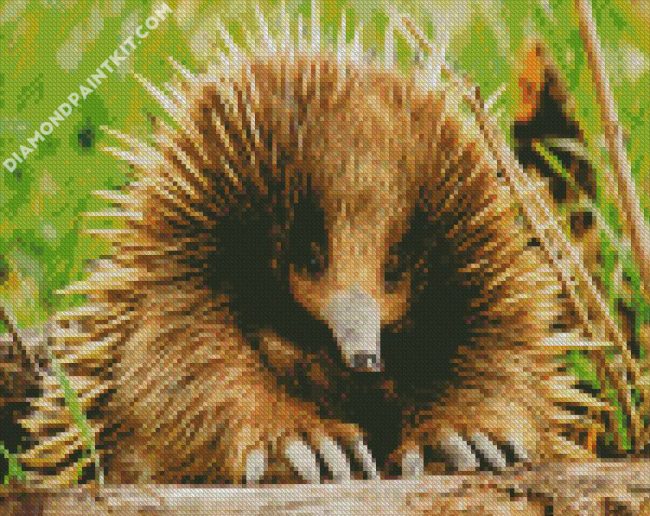 Echidna Animal diamond paintings