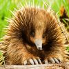 Echidna Animal diamond painting