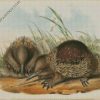 Echidnas Art diamond paintings