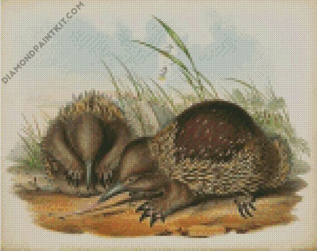 Echidnas Art diamond paintings