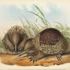 Echidnas Art diamond painting