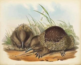 Echidnas Art diamond painting