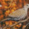 Eurasian collared dove Bird diamond paintings