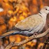 Eurasian collared dove Bird diamond painting