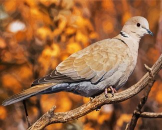 Eurasian collared dove Bird diamond painting