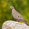 Eurasian collared dove diamond painting