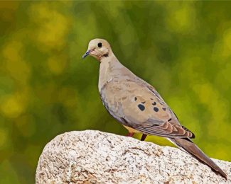 Eurasian collared dove diamond painting