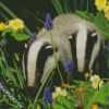 European badger diamond paintings