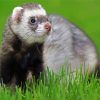 Ferret diamond painting