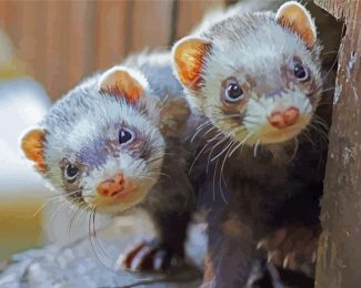 Ferrets diamond painting