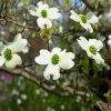 Flowering Plant Dogwood diamond painting