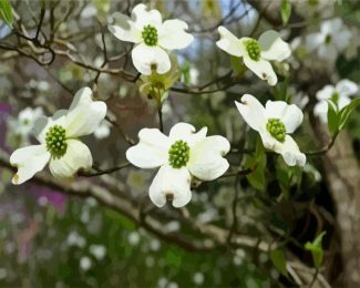 Flowering Plant Dogwood diamond painting