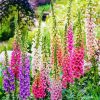 Foxglove Flowers diamond painting