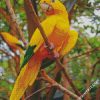 Golden Conure Bird diamond painting