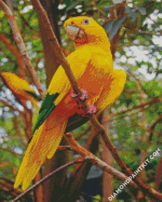 Golden Conure Bird diamond painting