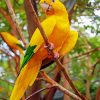 Golden Conure Bird diamond painting