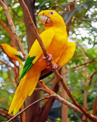 Golden Conure Bird diamond painting