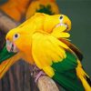 Golden Conure diamond painting