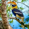 Great Hornbill diamond painting