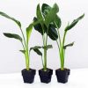 Green Strelitzia Plantpots diamond painting