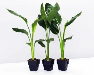 Green Strelitzia Plantpots diamond painting