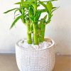 Green bamboo Plant Pot diamond painting