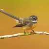 Grey Fantail bird diamond painting