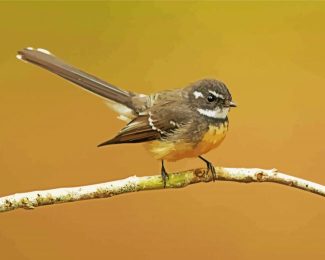 Grey Fantail bird diamond painting