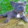 Grey Frenchie Bulldog Laying diamond painting