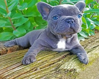 Grey Frenchie Bulldog Laying diamond painting