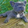 Grey Frenchie Bulldog Laying diamond painting