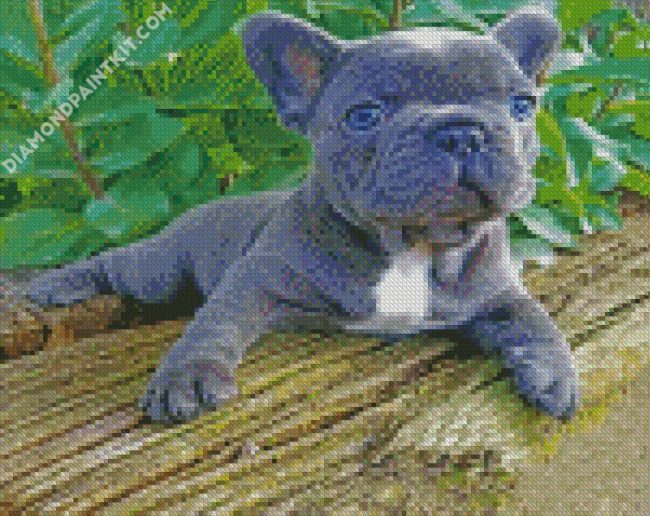 Grey Frenchie Bulldog Laying diamond painting